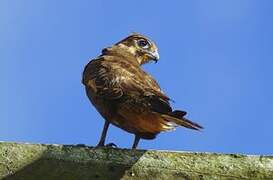 Brown Falcon