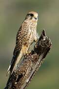 Common Kestrel