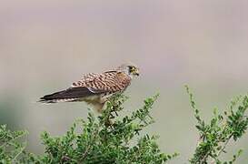 Common Kestrel