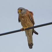 Lesser Kestrel