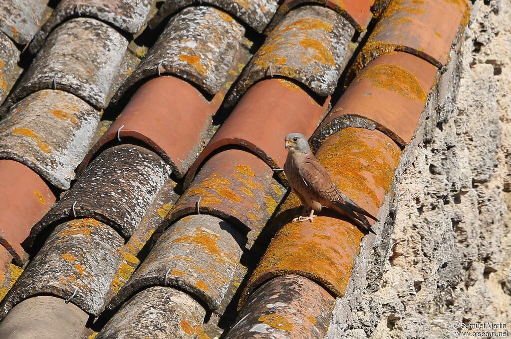 Lesser Kestrel male adult