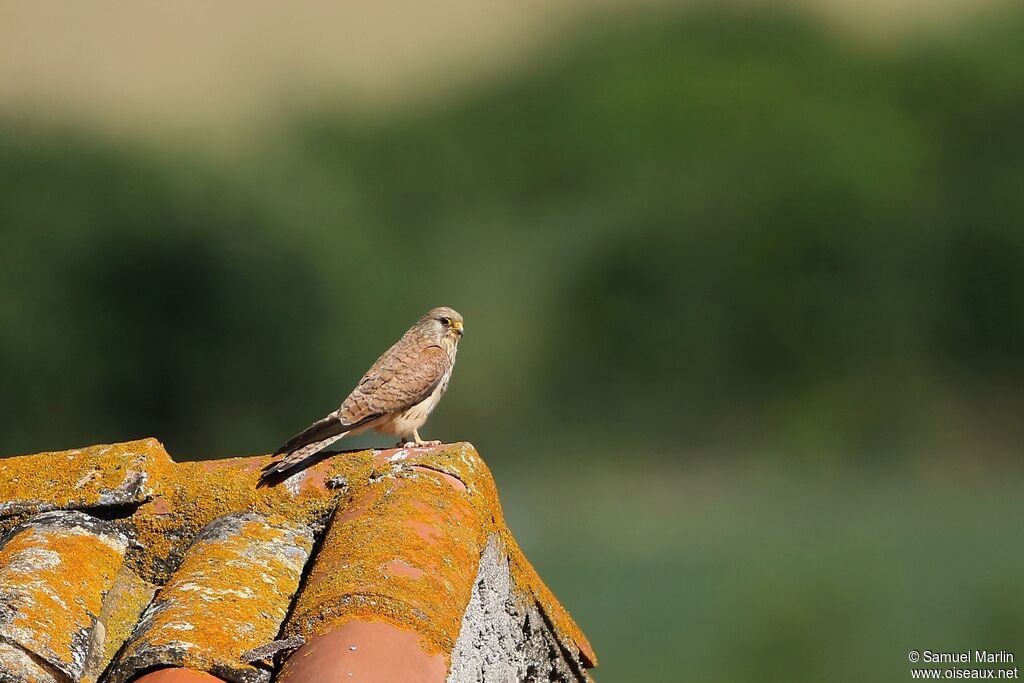 Lesser Kestrel female adult