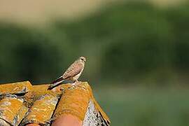 Lesser Kestrel