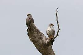 Dickinson's Kestrel