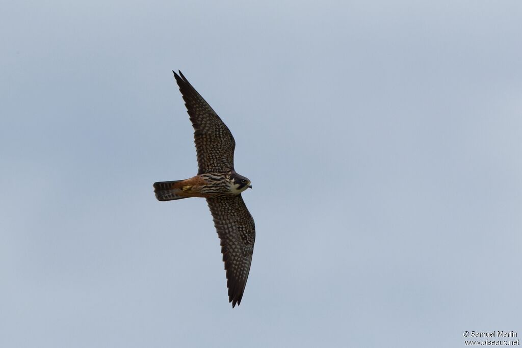 Eurasian Hobbyadult, Flight