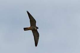 Eurasian Hobby