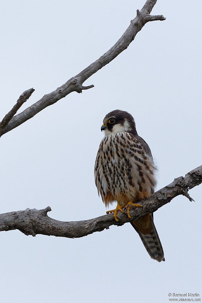 Eurasian Hobby