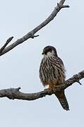 Eurasian Hobby