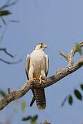 Lanner Falcon