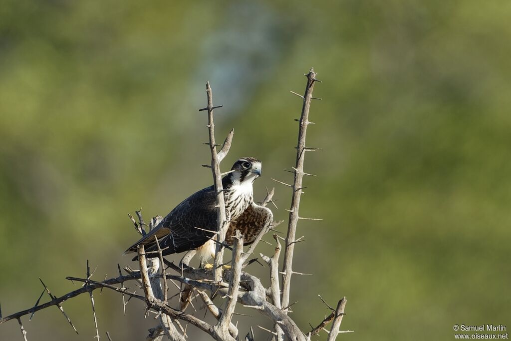 Lanner Falconimmature