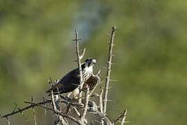 Lanner Falcon