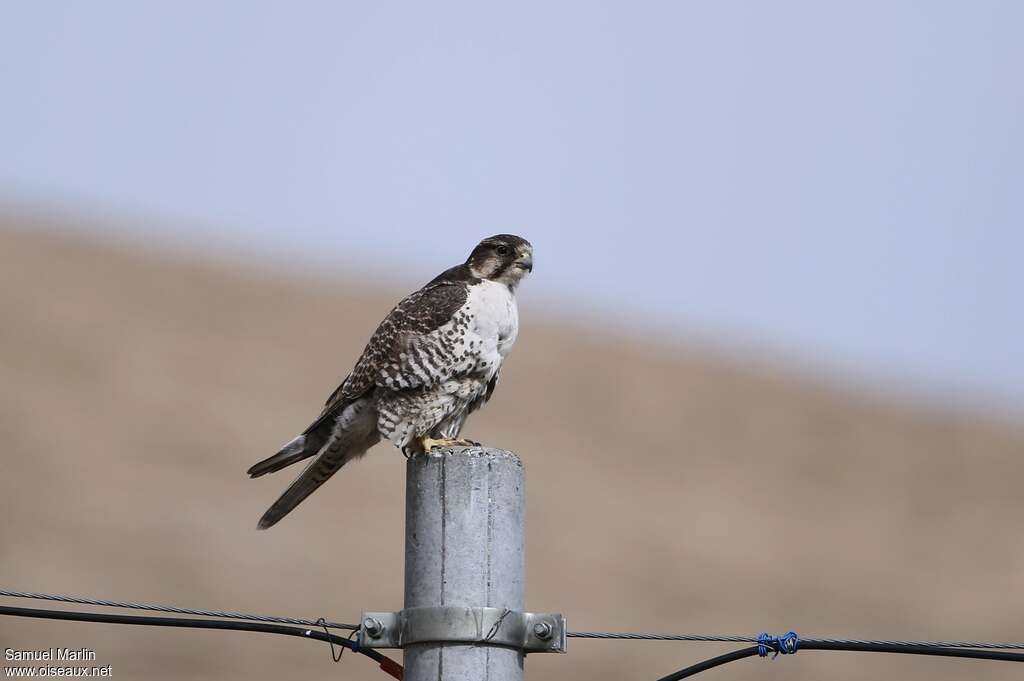 Saker Falconadult, identification