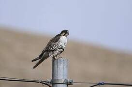 Saker Falcon