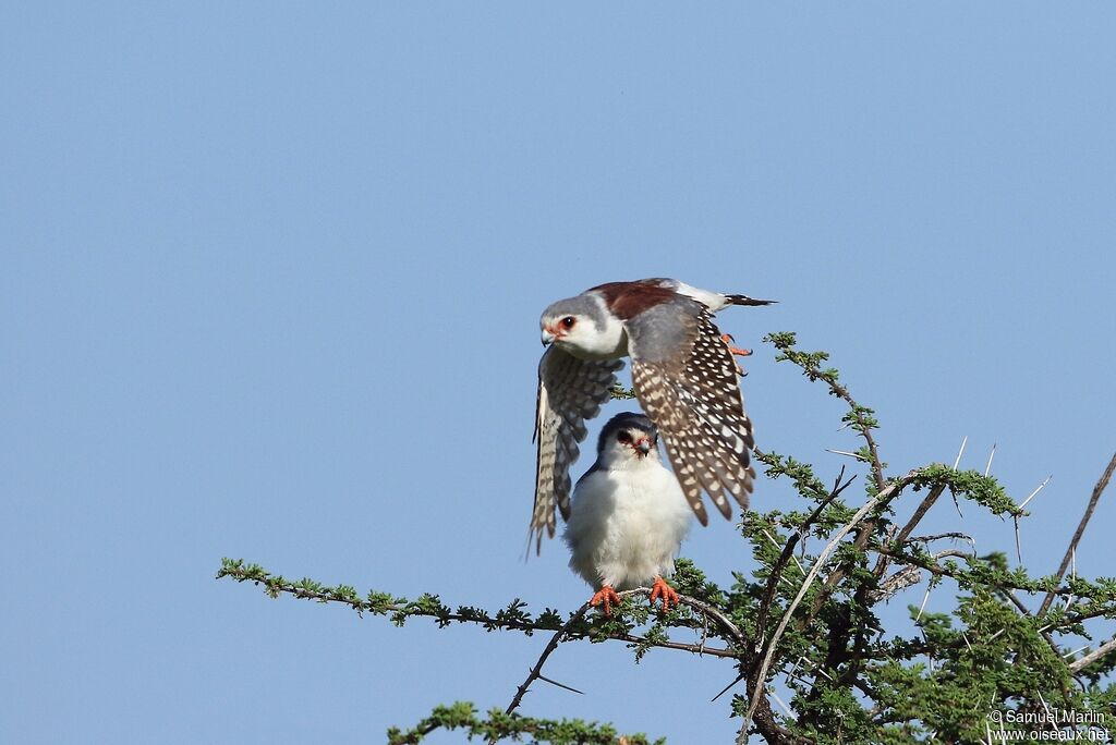 Pygmy Falconadult, Flight