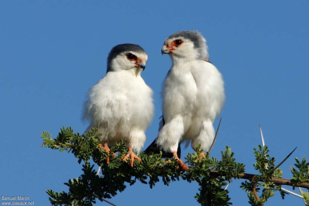 Pygmy Falconadult