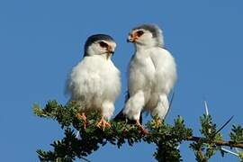 Pygmy Falcon