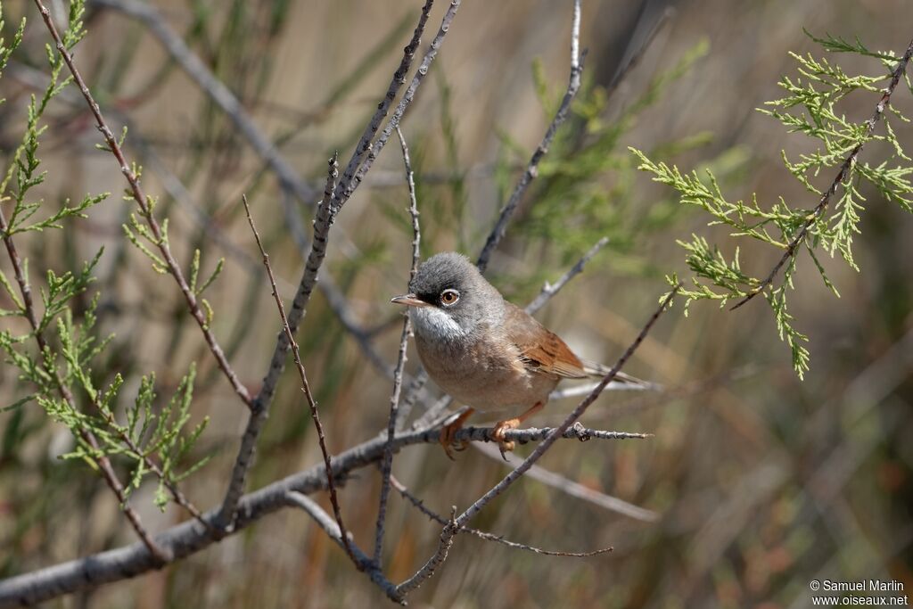 Spectacled Warbleradult