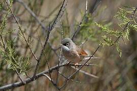 Spectacled Warbler