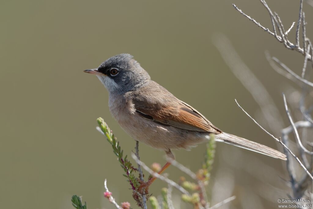 Spectacled Warbleradult