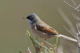 Spectacled Warbler