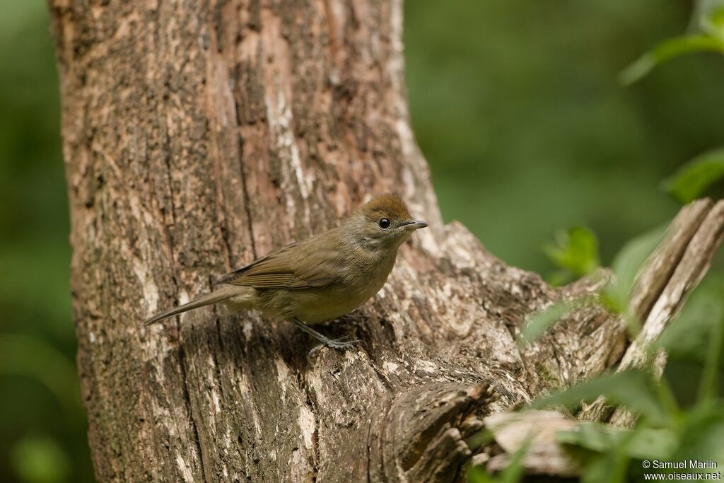 Eurasian Blackcap female