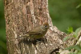 Eurasian Blackcap