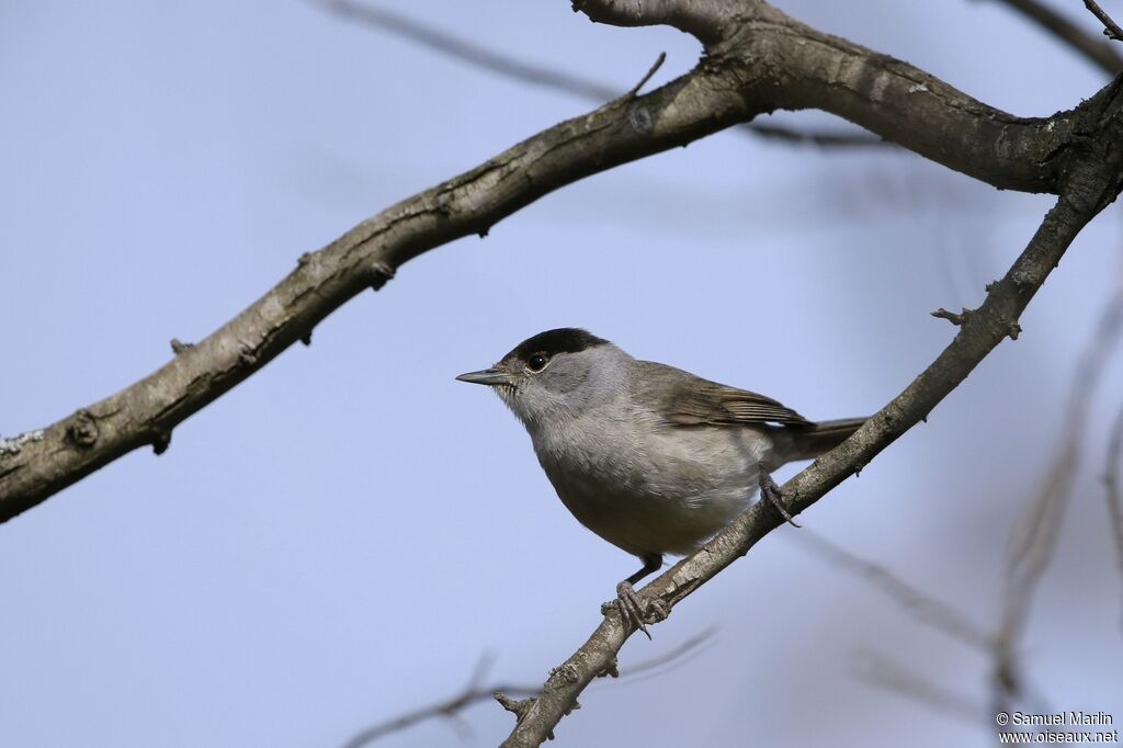 Eurasian Blackcap male adult