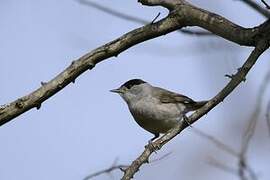 Eurasian Blackcap