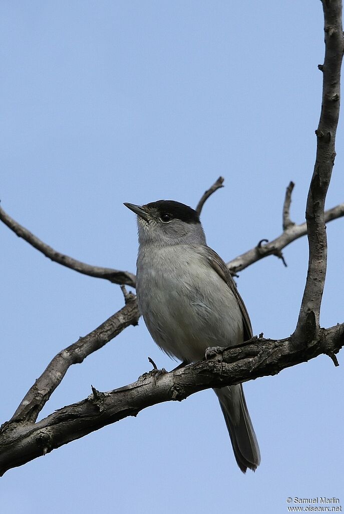 Eurasian Blackcap male adult