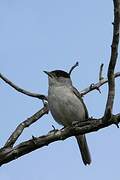 Eurasian Blackcap