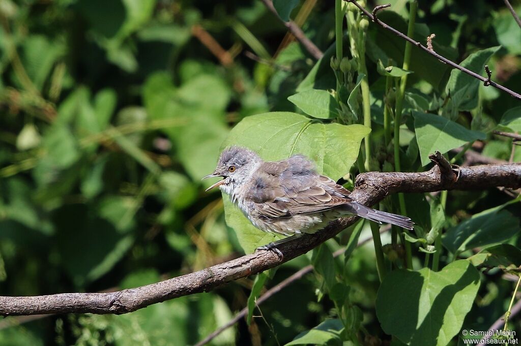 Barred Warbler male adult, moulting