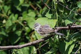 Barred Warbler