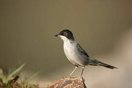 Sardinian Warbler