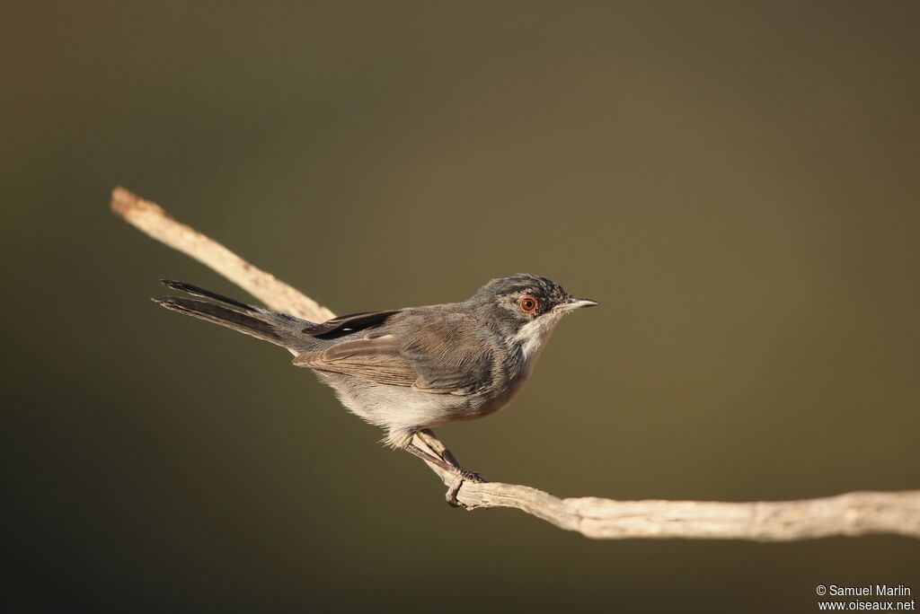 Sardinian Warbler female adult