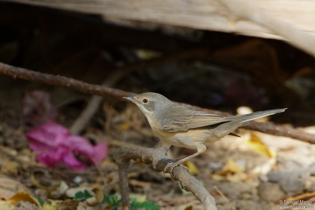 Subalpine Warbler male adult, habitat, Behaviour