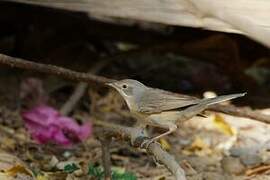 Subalpine Warbler