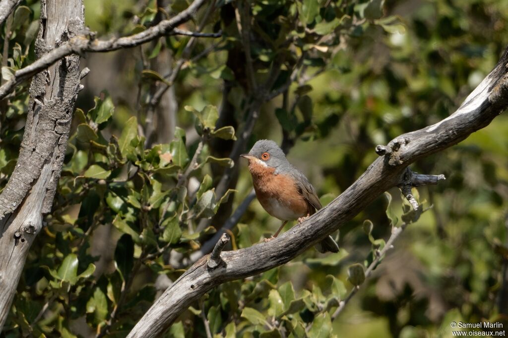 Western Subalpine Warbleradult