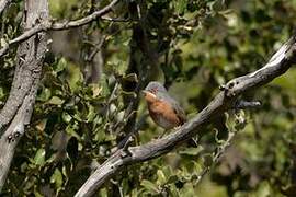 Western Subalpine Warbler