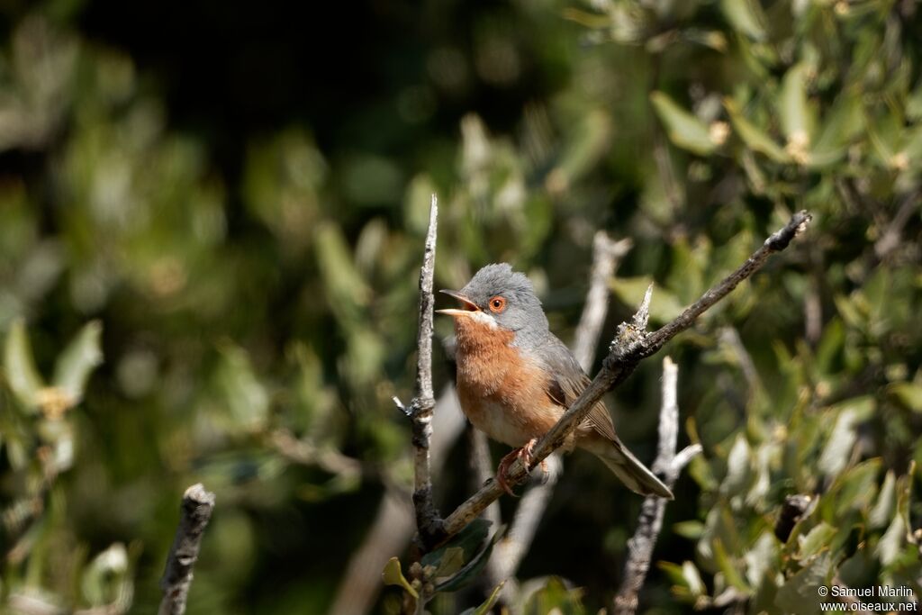 Western Subalpine Warbleradult