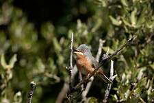 Fauvette passerinette