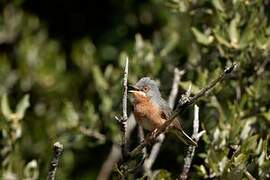 Western Subalpine Warbler