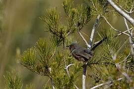 Dartford Warbler
