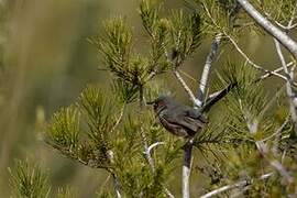 Dartford Warbler