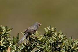 Dartford Warbler