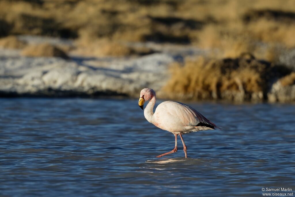 Flamant de Jamesadulte