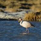 Flamant de James