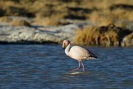 James's Flamingo