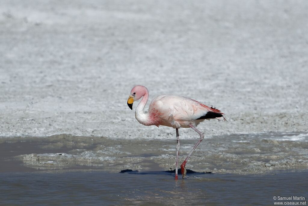 Flamant de Jamesadulte