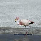 Flamant de James