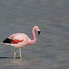 Flamant des Andes